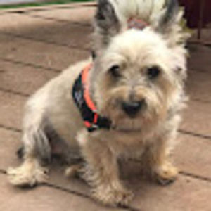 Meet your Posher, Janie